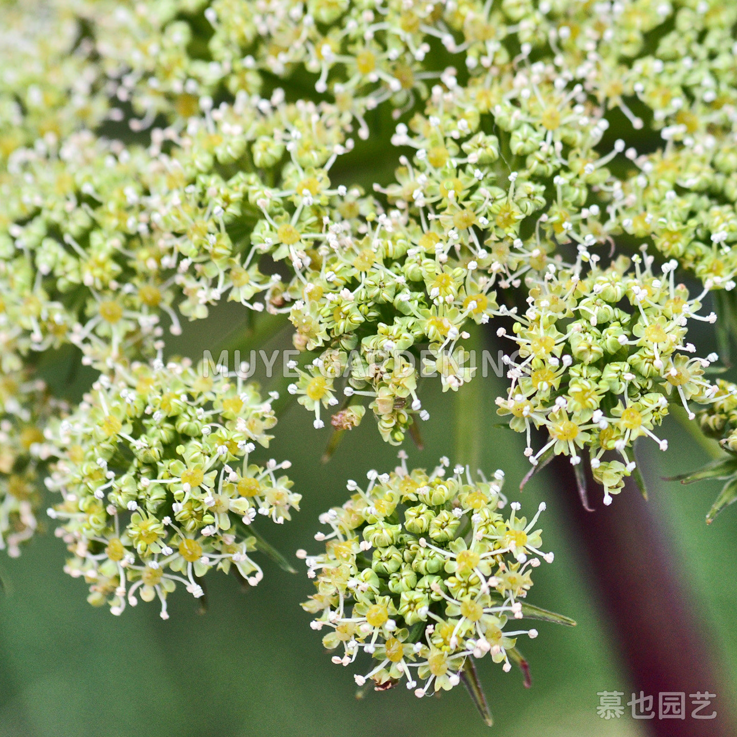 亮叶当归 海望当归 每份5粒 伞形科当归属原生草药植物阳台花镜