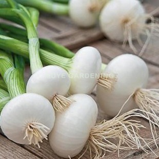 洋葱 沃吉拉 每份5粒 蔬菜阳台盆栽地栽花镜庭院