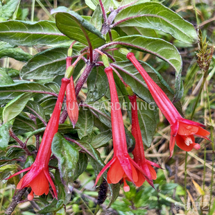 火山倒挂金钟 每份5粒 亚热带原生种多年生常绿匍匐灌木阳台花镜