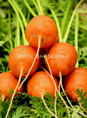 胡萝卜 Parijse Markt 每份20粒