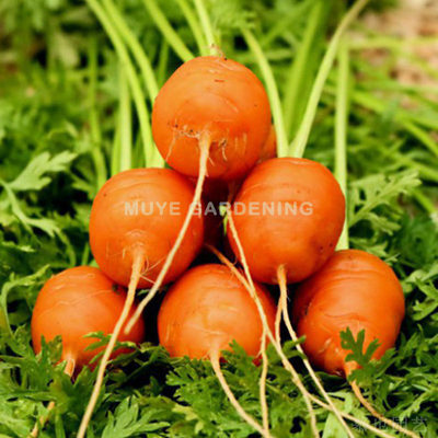 胡萝卜 Parijse Markt每份20粒