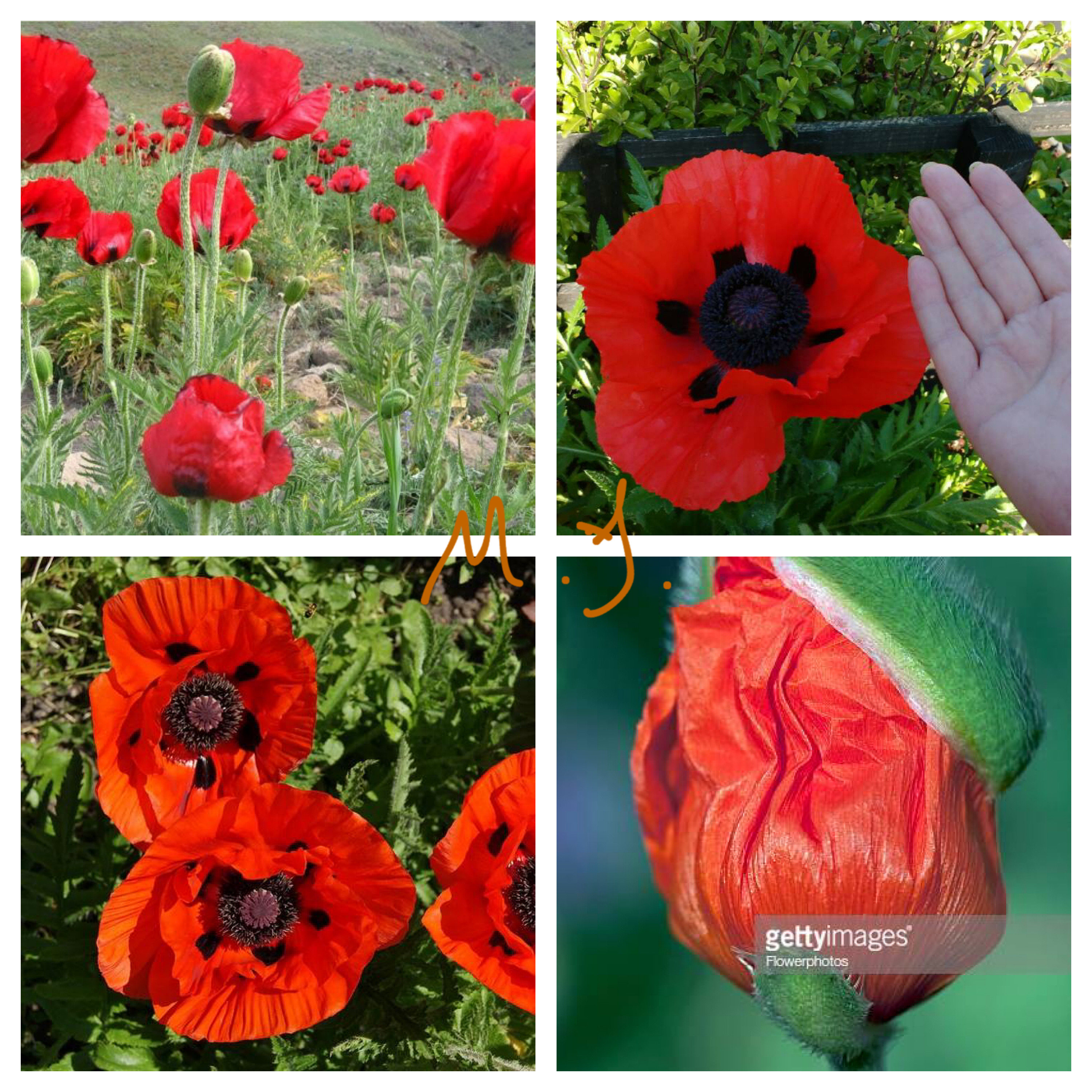 东方虞美人 血色荣耀 10粒 耐寒庭院植物 血红色