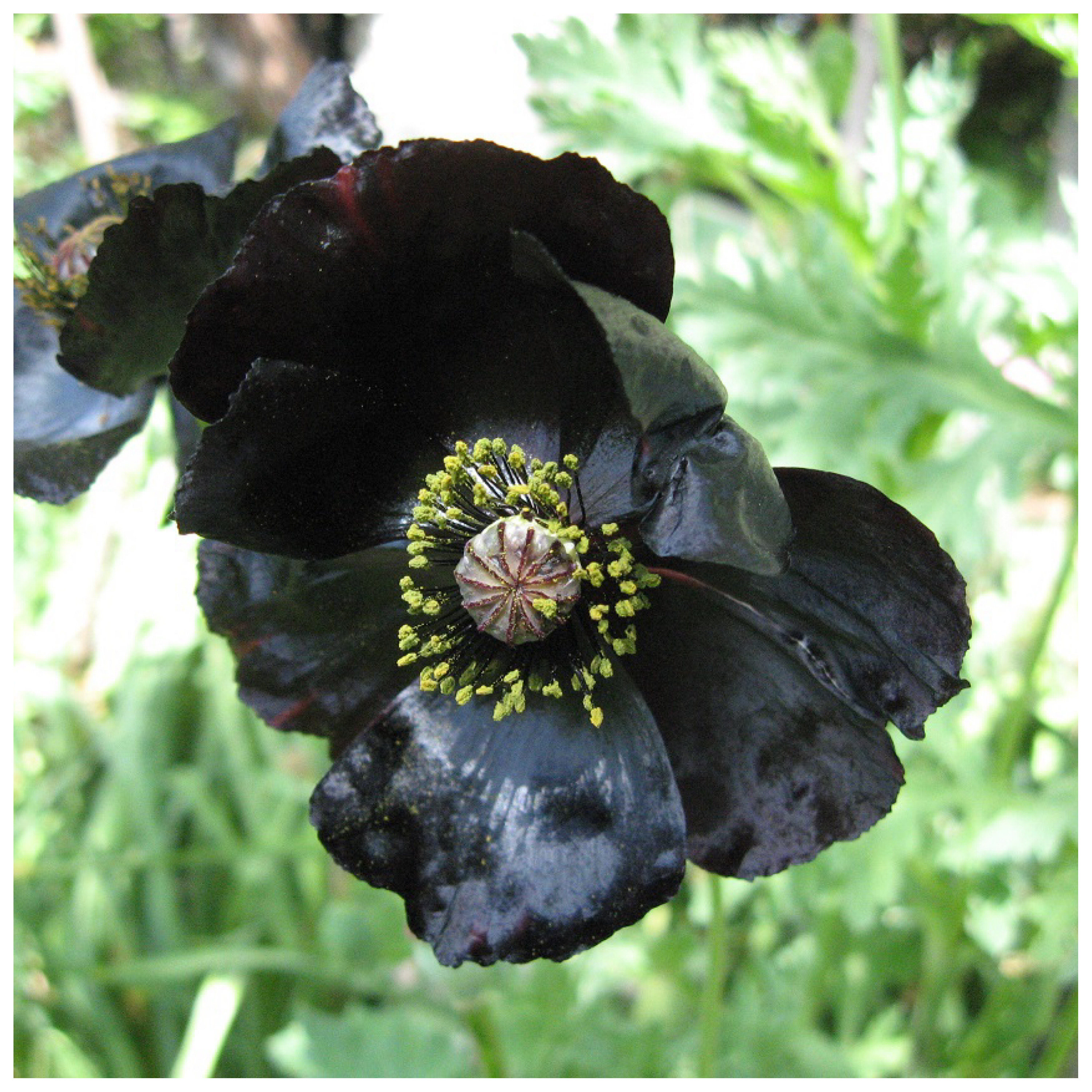 纯黑色巨口虞美人杂交  3粒种子大花单瓣或半重瓣 自然杂交品种