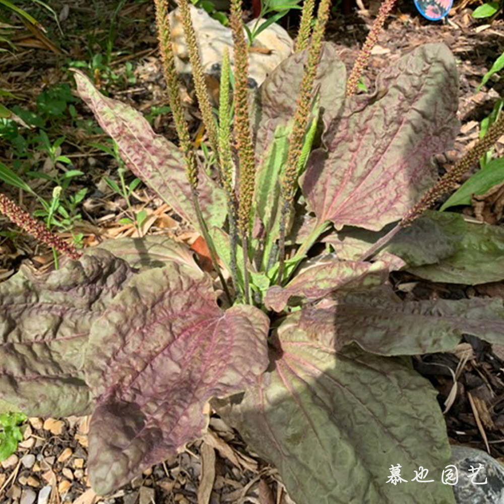 大车前草 紫叶车前 5粒种子多年生耐寒植物 盆栽地栽庭院植物