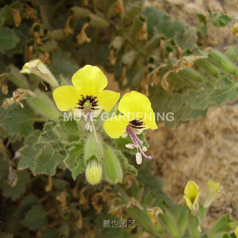 Hyoscyamus aureus 5粒种子