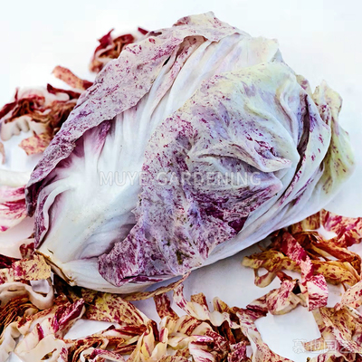 菊苣 斑叶露西亚 每份10粒 蔬菜沙拉阳台盆栽地栽花镜庭院