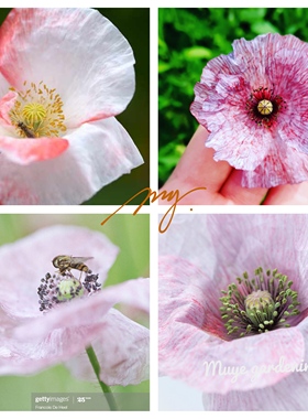 传统虞美人 珍珠母 塞德里克 莫里斯 会有灰色色调哦  20粒