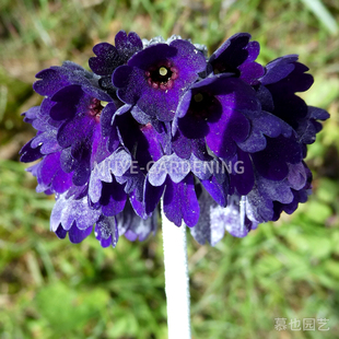 头序报春 每份5粒 原生种报春花 多年生耐寒高山岩生植物