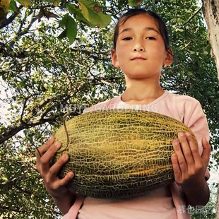 甜瓜 柯克曼 每份3粒 蔬菜农作物一年生植物阳台盆栽地栽花镜庭院