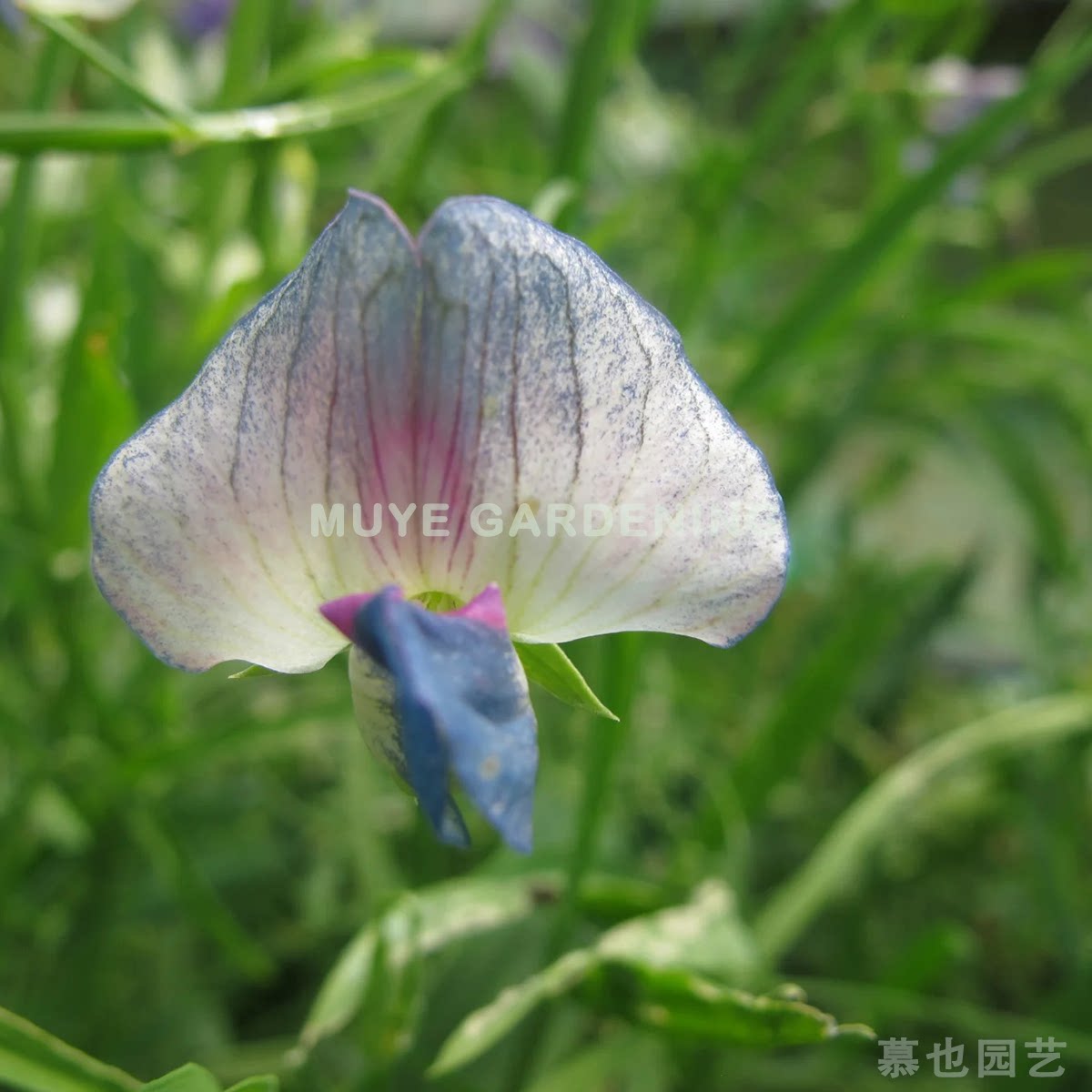 【3粒每份】23年山黧豆种子合集1 原生 一或多年生藤本植物