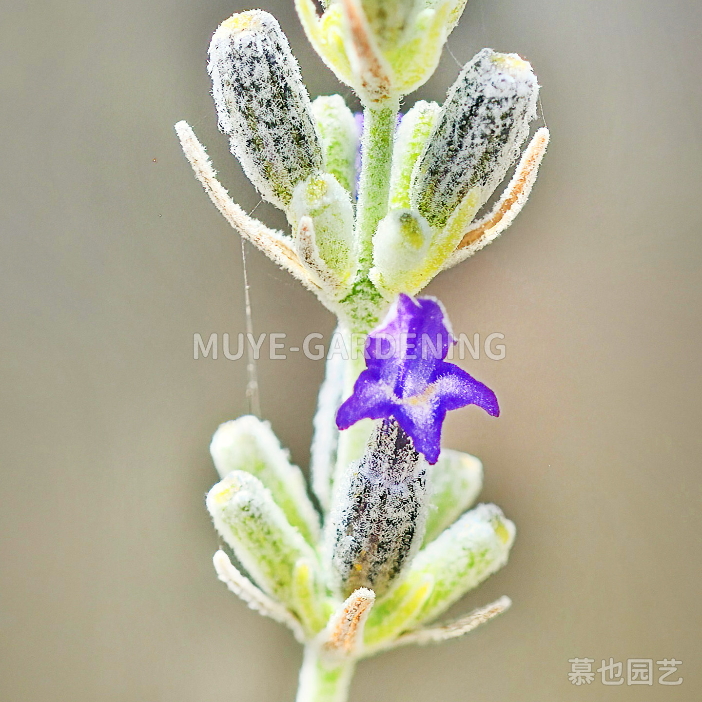 棉毛薰衣草 每份3粒 西班牙原生种多年生常绿灌木阳台盆栽花镜