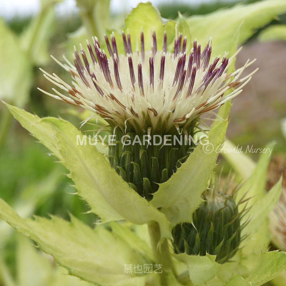 香草蓟 多年生菊科植物 可食用野菜 5粒种子