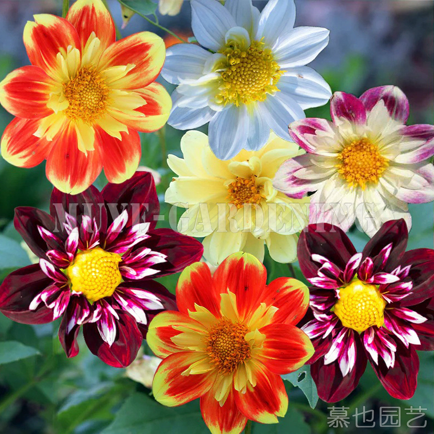矮生小丽花合集 每份10粒 开家庭园艺种子