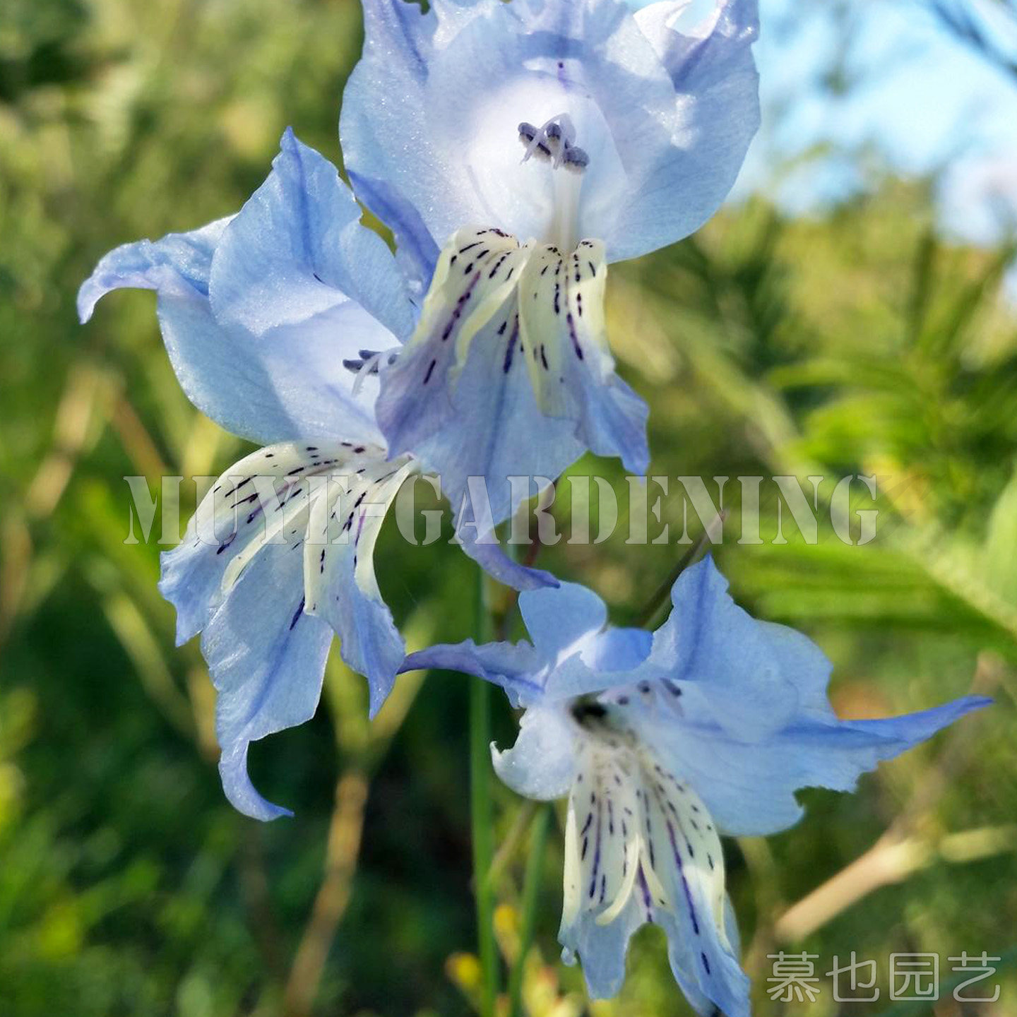 南非原生剑兰合集 Gladiolus 每份5粒种子 唐菖蒲秋植球根植物