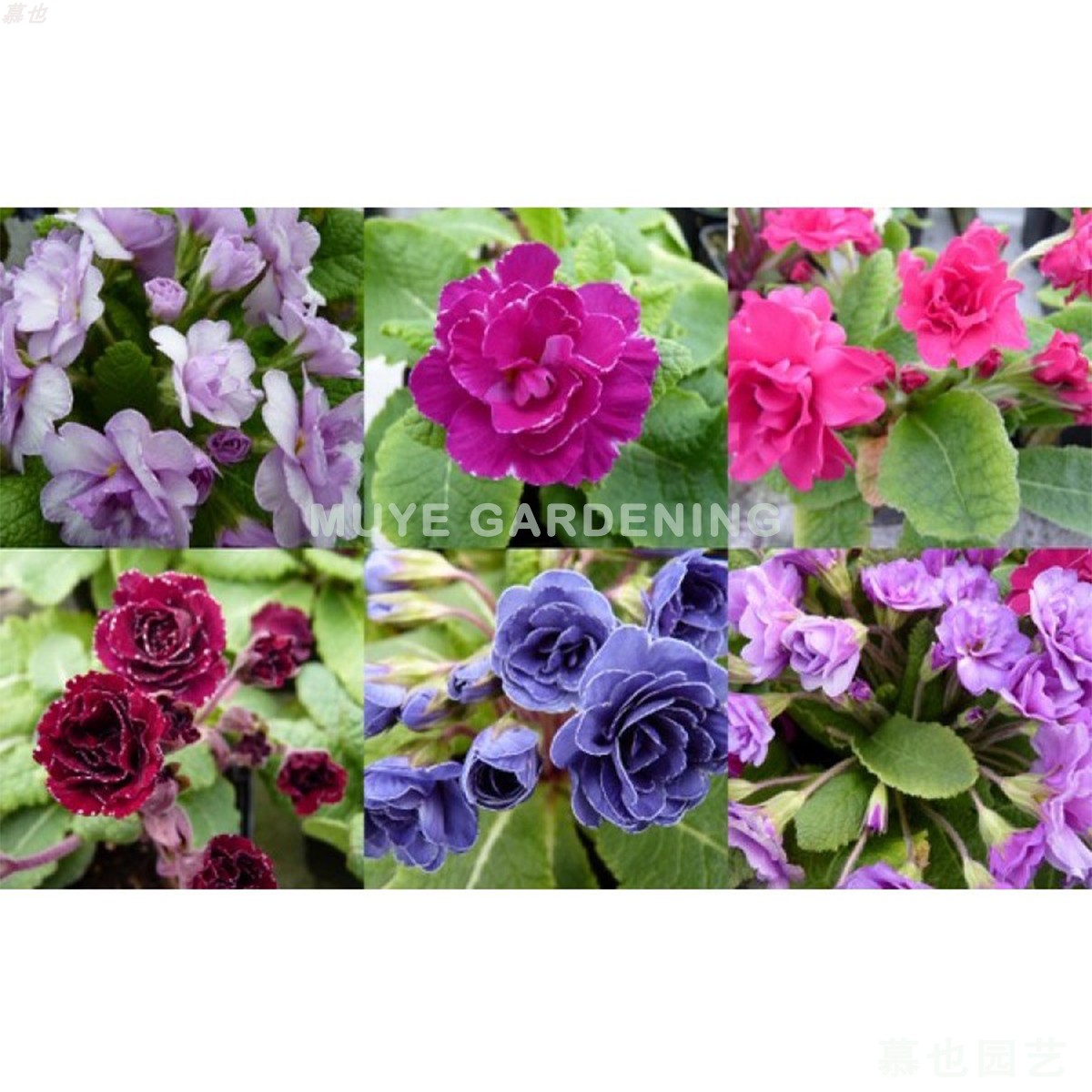 【宝贝描述必看】杂交欧报春合集7 稀有颜色每份3粒种子耐寒