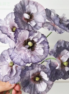 灰色雪莉虞美人混色  10粒 庭院植物盆栽花卉 温度低灰 观花有机