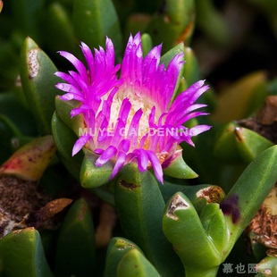 红匍昼花 番杏科 沿海耐盐碱植物 多年生可食用 种子10粒