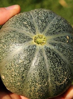 甜瓜 灰色驯鹿 3粒种子