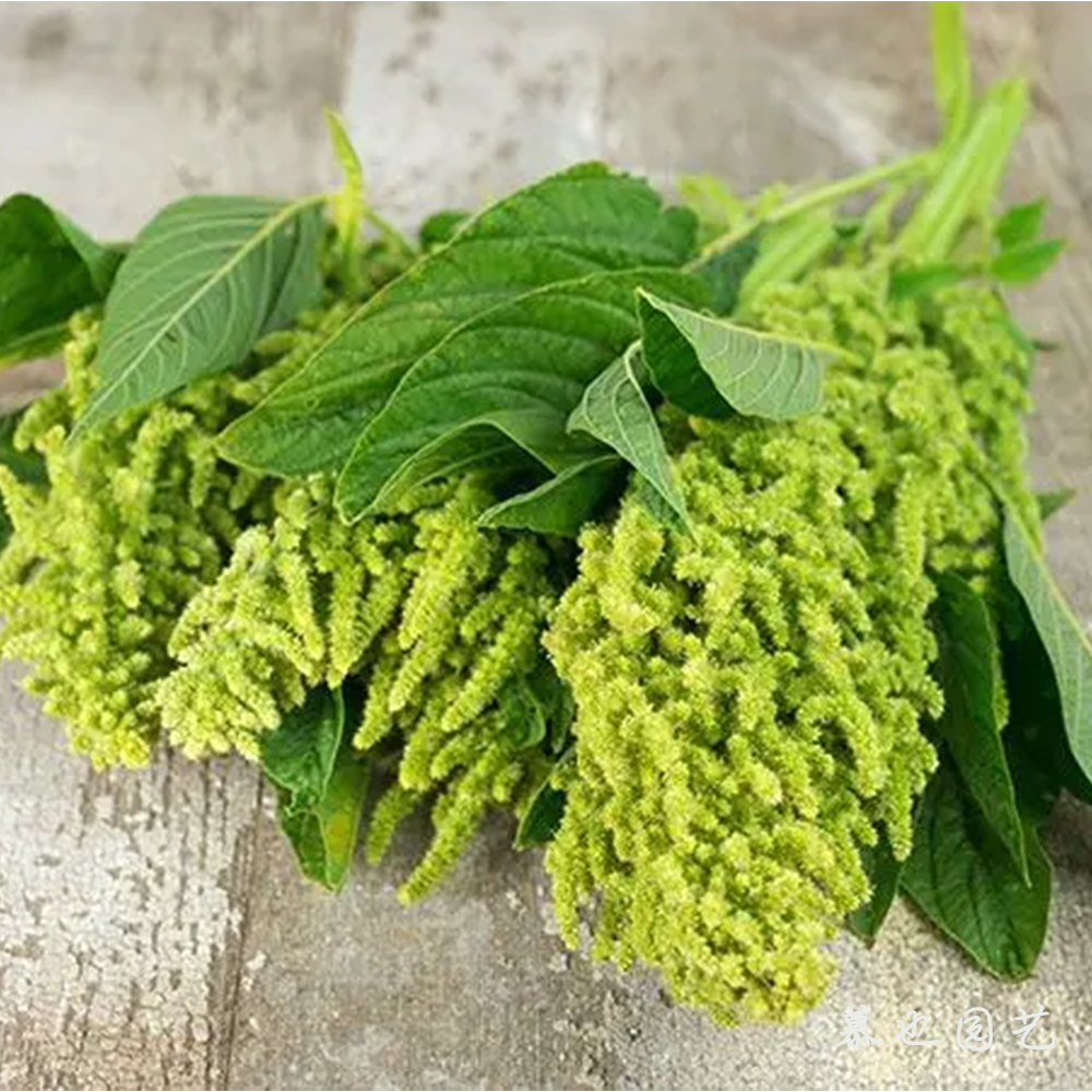 苋菜 奥蕾莉亚 10粒种子 天然染料 切花庭院植物盆栽