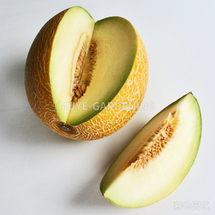 甜瓜 加林娜 每份3粒 蔬菜农作物一年生植物阳台盆栽地栽花镜庭院