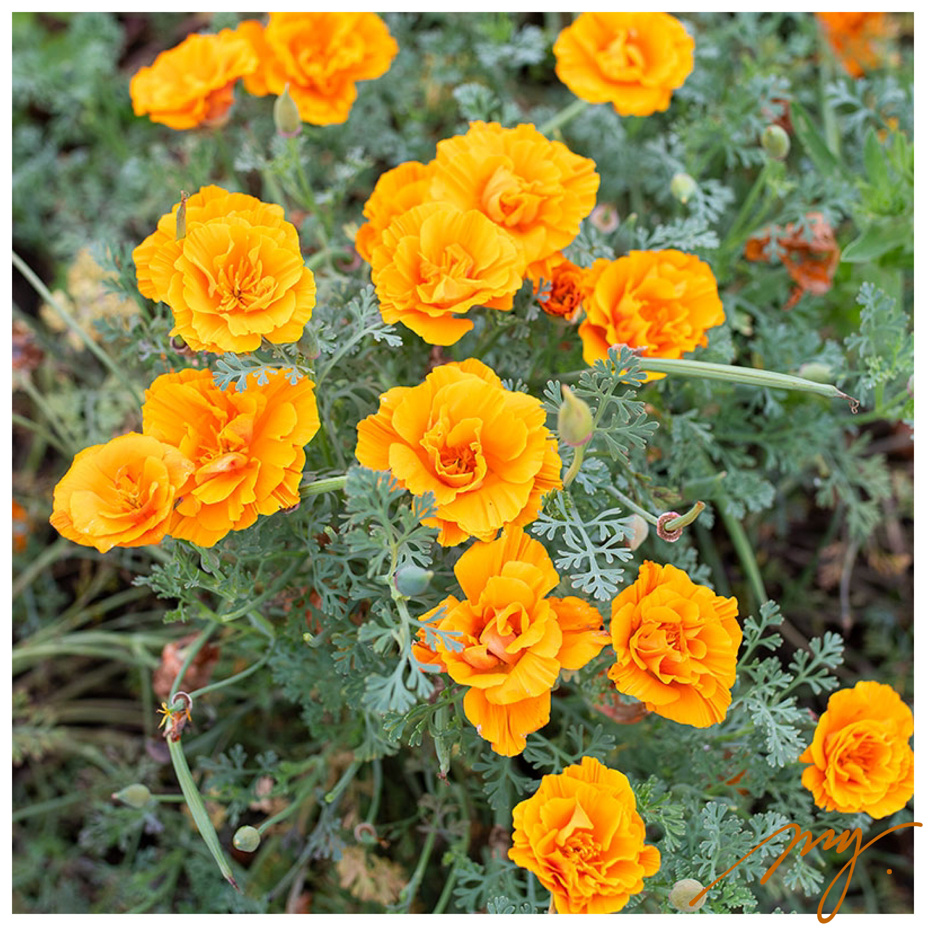 加州虞美人 圣杯 重瓣花菱草 10粒 耐寒草花慕也园艺