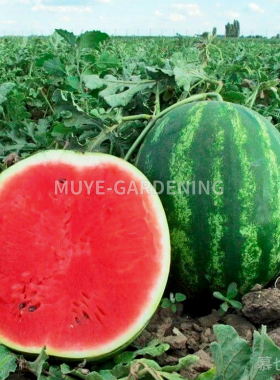 西瓜 甜钻石 每份3粒 蔬菜农作物一年生植物阳台盆栽地栽