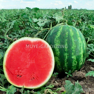 西瓜 甜钻石 每份3粒 蔬菜农作物一年生植物阳台盆栽地栽