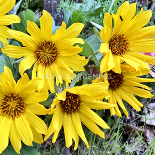 箭叶香脂根 俄勒冈向日葵 每份5粒 多年生宿根植物鲜切花阳台花镜
