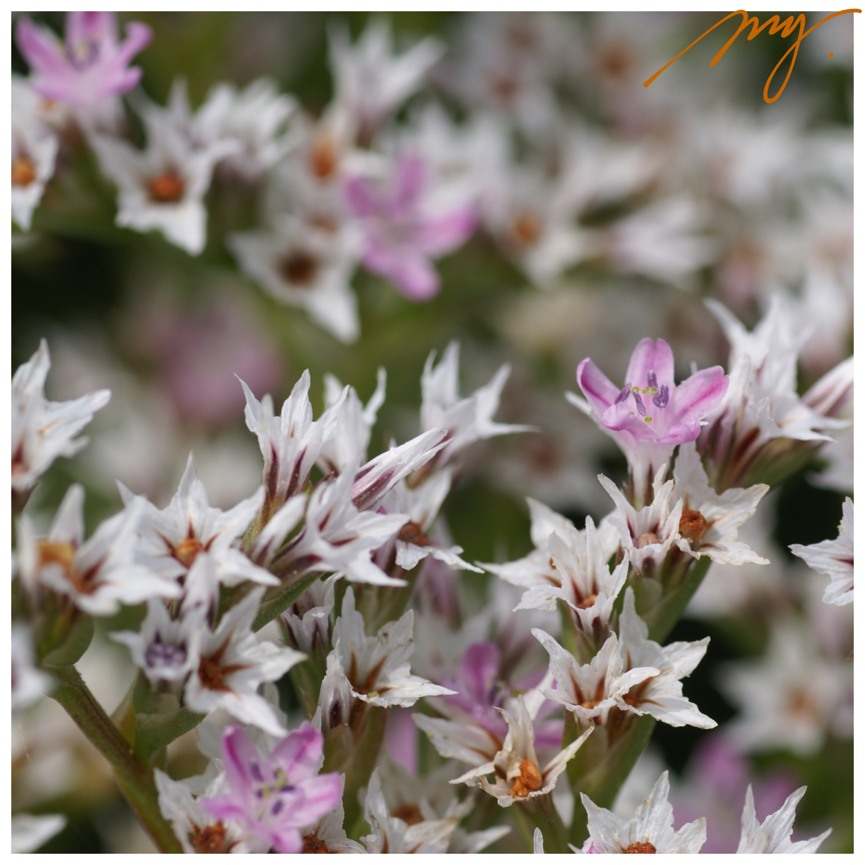 鞑靼驼舌草 鞑靼海薰衣草 5粒每份 切花庭院植物盆栽 可做干花