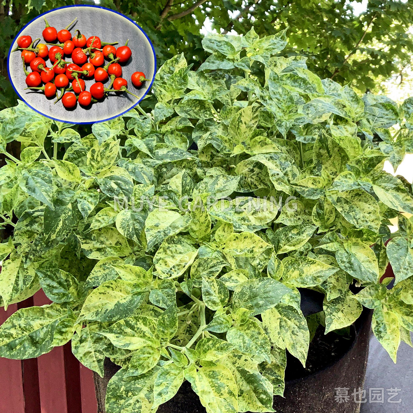 2026新品斑叶辣椒种子合集 每份3粒 食用观赏蔬菜传家宝可留种