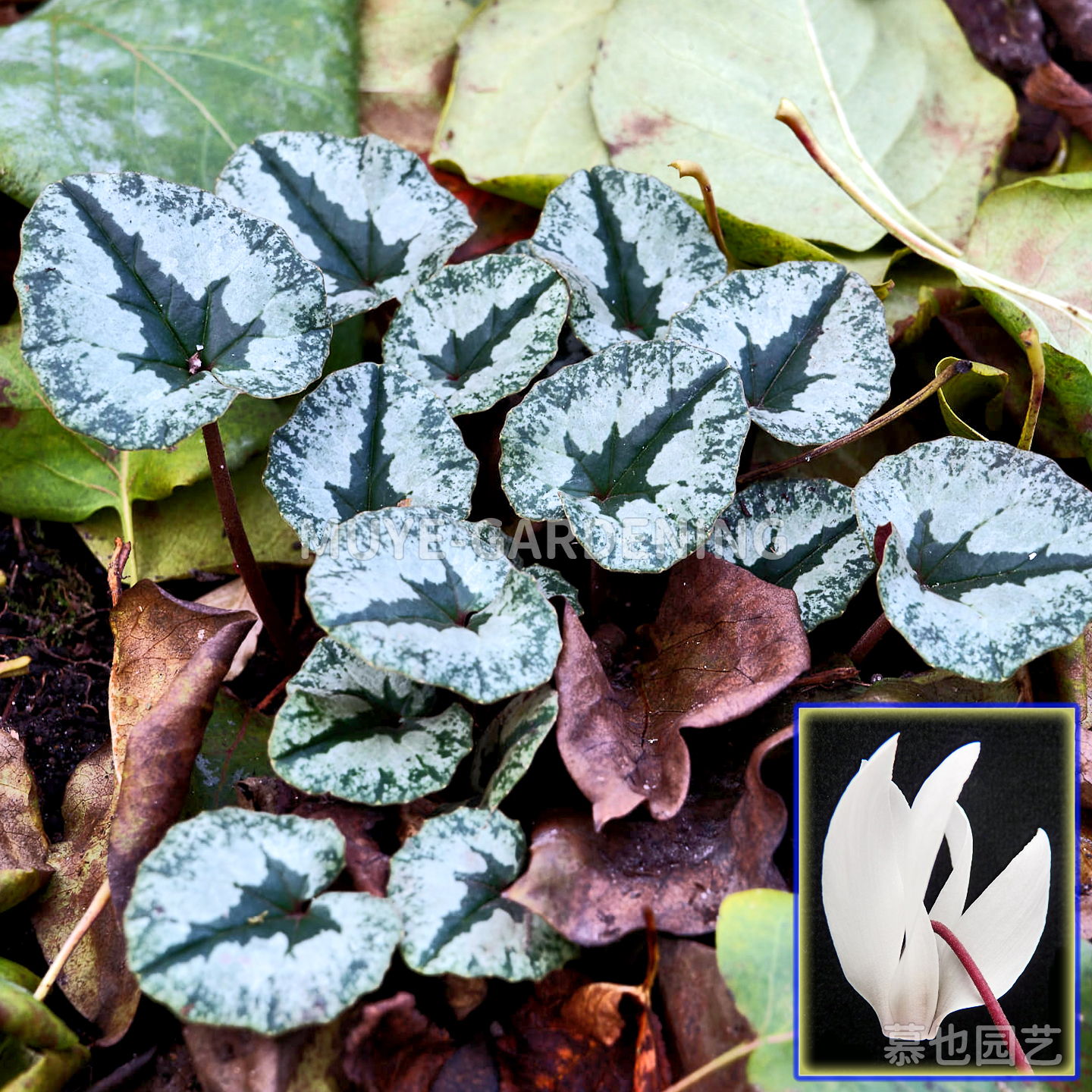 原生仙客来不同物种合集 每份3粒 新货