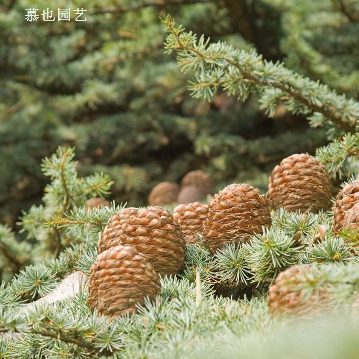 【种子】喜马拉雅雪松 5粒香薰精油植物 大型树木多年生耐寒