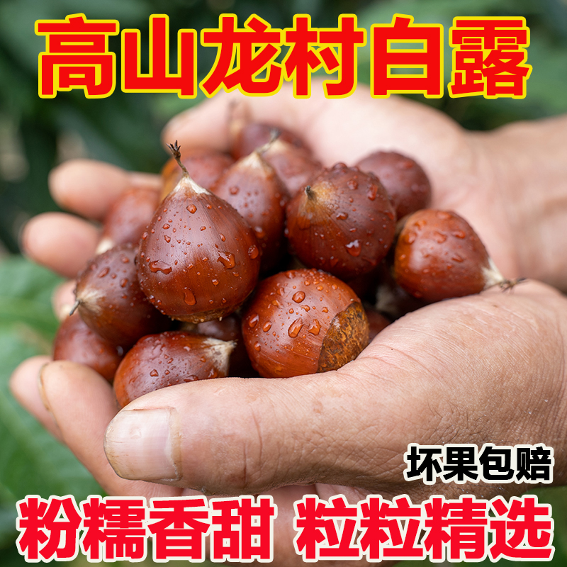 2025锥栗生新鲜板栗包邮