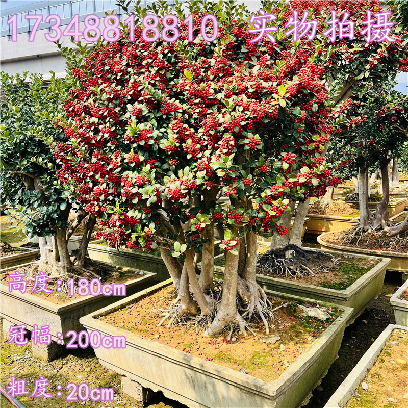 无刺枸骨造型树金玉满堂鸿运果庭院地景造型盆景老桩耐寒别墅植物