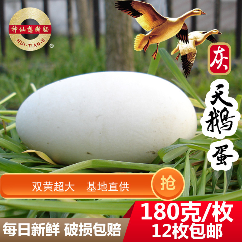 双黄特大超大200克1枚10枚包邮五谷灰天鹅蛋农家散养新鲜天鹅食品
