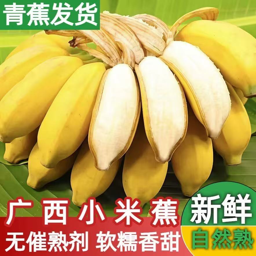 广西小米蕉青蕉软糯香甜自然熟