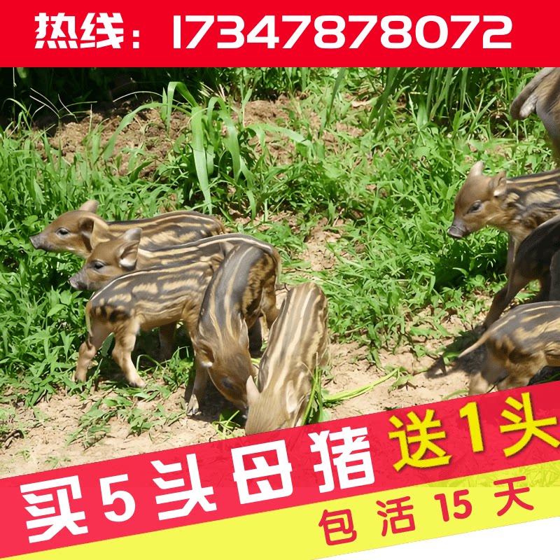 野猪仔母猪种公猪野二代