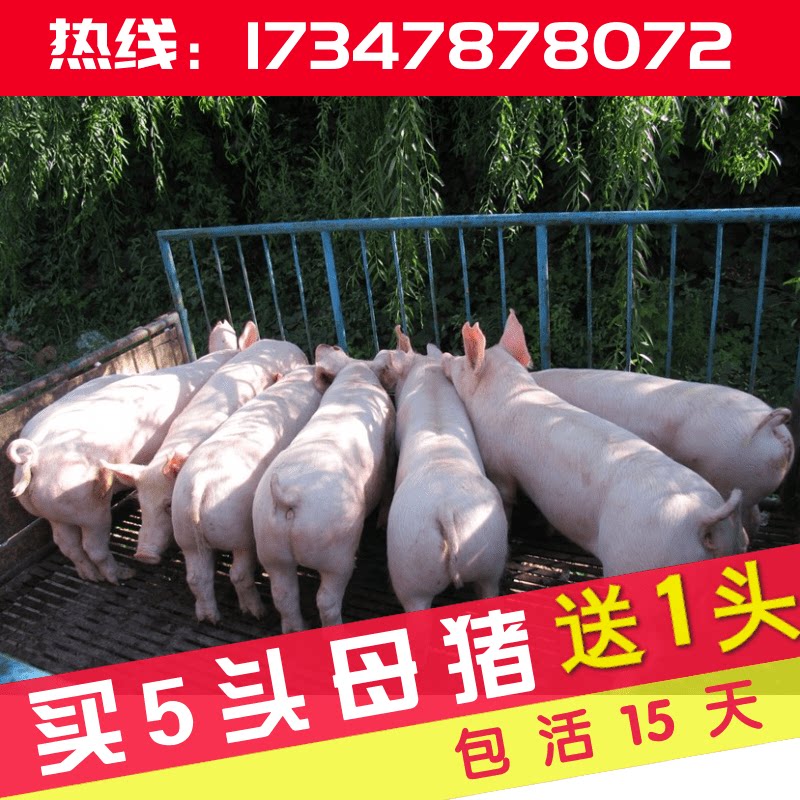 新美系长白母猪大白大约克种猪场