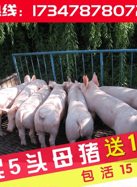 新美系长白母猪大白大约克种猪场