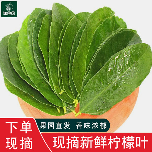 新鲜柠檬叶青柠叶纯叶汤料