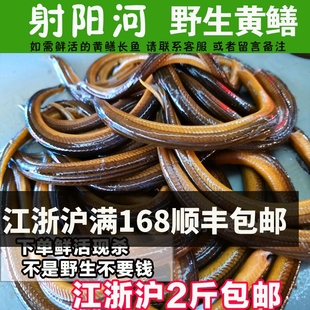 黄鳝苏北鲜活黄鳝鱼现烫黄鳝长鱼鳝鱼500g
