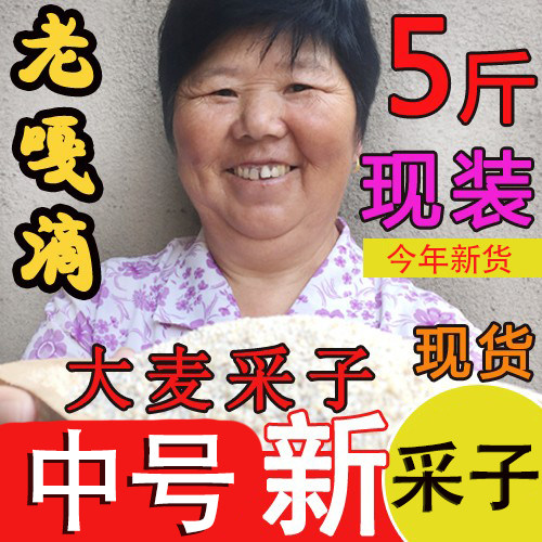 苏北特产盐城建湖大麦采子大麦糁大麦彩子五谷杂粮大麦采5斤