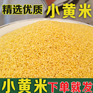 农家小米粮食小黄米新米吃的小米粥黄小米月子米食用小米杂粮500g