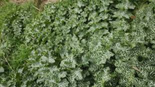 新鲜现采现发奶蓟草水飞蓟肺心草带根整株鲜花鲜叶1斤 包邮