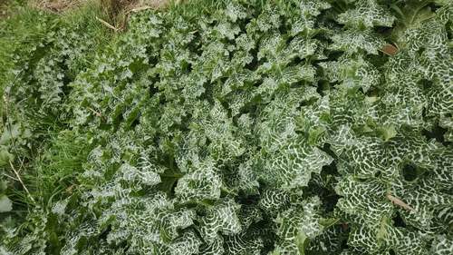 新鲜现采现发奶蓟草水飞蓟肺心草带根整株鲜花鲜叶1斤包邮