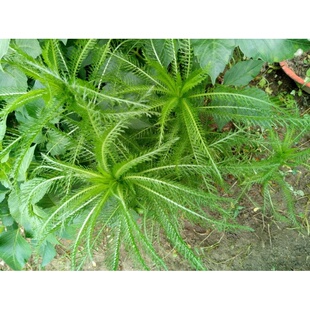 野生飞天蜈蚣草 千薯叶 蓍草 一枝蒿 中药材 鲜品枝叶500克