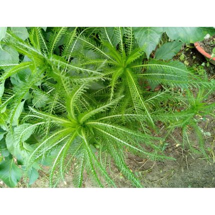 野生飞天蜈蚣草 千薯叶 蓍草 一枝蒿 中药材 鲜品枝叶500克