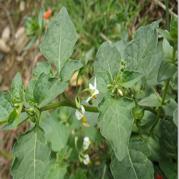 新鲜龙葵 野海椒 地泡子 山辣椒 野茄秧 飞天龙 野生中草药500g