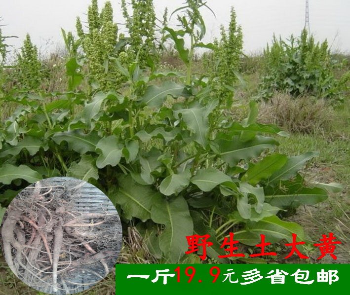 野生中药材 土大黄 羊蹄根 洋铁叶子 牛耳大黄 现挖根部500g 包邮