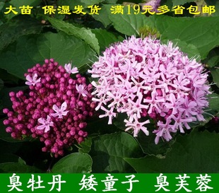 臭牡丹 矮桐子  臭八宝 臭芙蓉  大苗10株  多省包邮